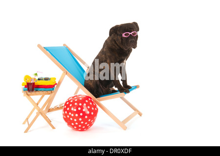 Cane con occhiali da sole su una sedia in spiaggia isolata su sfondo bianco Foto Stock