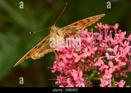 Verde scuro (Fritillary Argynnis aglaja) Alimentazione adulto su Red Valeriana (Centranthus ruber), Oxfordshire, Inghilterra, Luglio Foto Stock