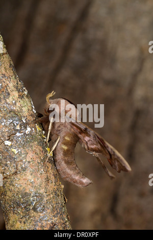 Eyed Hawkmoth (Smerinthus ocellata) adulto su tree ttunk nella tipica posizione di riposo, Oxfordshire, Inghilterra, Luglio Foto Stock