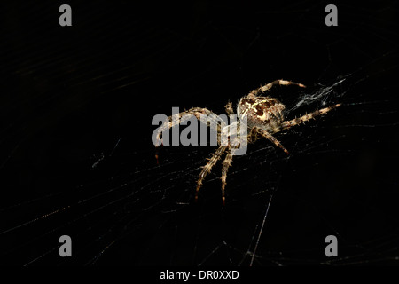 Giardino Orb Spider (Araneus diadematus) sat nel suo web, Oxfordshire, Inghilterra, Settembre Foto Stock