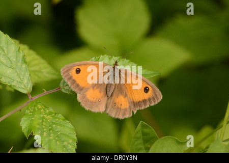 Gatekeeper (Farfalla Pyronia tithonus) adulto a riposo sulla foglia, Oxfordshire, Inghilterra, Agosto Foto Stock