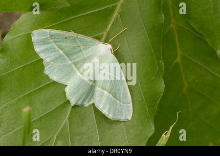 Piccola erba falena Smeraldo (Chlorissa viridata) adulto a riposo sulla foglia, Oxfordshire, Inghilterra, Luglio Foto Stock