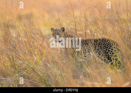 African Leopard (Panthera pardus) femmina a piedi in erba lunga, Parco Nazionale di Kafue, Zambia, Settembre Foto Stock