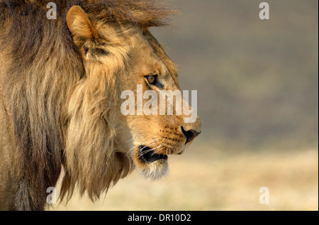 Leone africano (Panthera leo) maschio, close-up di testa, Parco Nazionale di Kafue, Zambia, Settembre Foto Stock