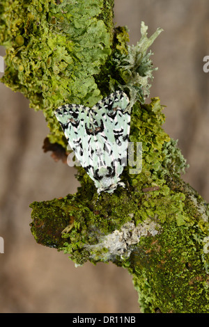 Merveille du Jour Tarma (Dichona aprilina) adulto a riposo sul lichen coperto ramoscello, Oxfordshire, Inghilterra, può Foto Stock