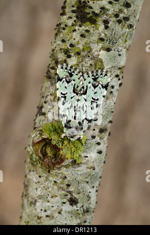 Merveille du Jour Tarma (Dichona aprilina) adulto a riposo sul lichen coperto ramoscello, Oxfordshire, Inghilterra, può Foto Stock