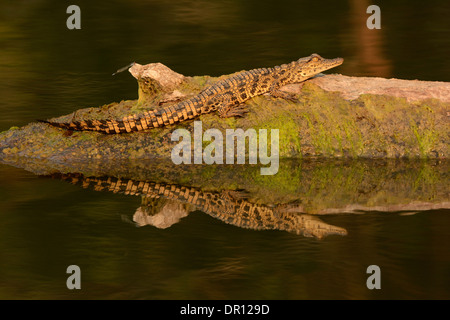Coccodrillo del Nilo (Crocodylus niloticus) capretti in appoggio sul log in fiume, Parco Nazionale di Kafue, Zambia Foto Stock