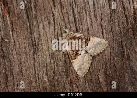 Dado albero di Tussock Moth (Colocasia coryli) adulto a riposo sulla corteccia, Oxfordshire, Inghilterra, Agosto Foto Stock