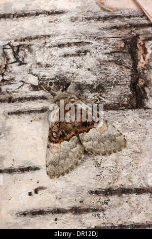 Dado albero di Tussock Moth (Colocasia coryli) adulto a riposo su argento betulla, Oxfordshire, Inghilterra, Agosto Foto Stock