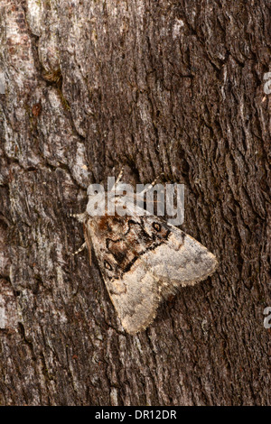 Dado albero di Tussock Moth (Colocasia coryli) adulto a riposo sulla corteccia, Oxfordshire, Inghilterra, Agosto Foto Stock