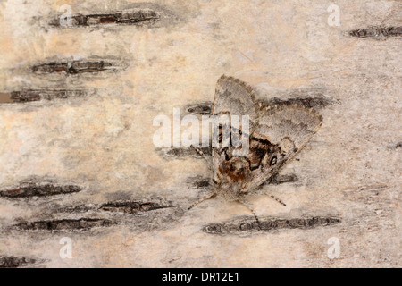 Dado albero di Tussock Moth (Colocasia coryli) adulto a riposo su argento betulla, Oxfordshire, Inghilterra, Agosto Foto Stock