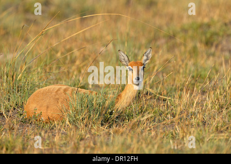 (Oribi Ourebia ourebi) femmina seduto in erba lunga, Parco Nazionale di Kafue, Zambia, Settembre Foto Stock