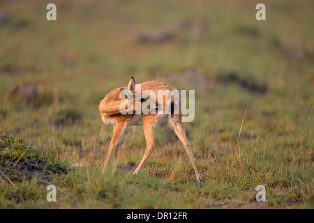 (Oribi Ourebia ourebi) femmina in piedi, leccare quarti posteriori, Parco Nazionale di Kafue, Zambia, Settembre Foto Stock
