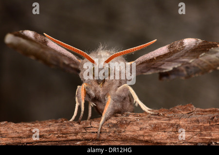 Il PIOPPO Hawkmoth (Laothoe populi) adulto con ali sollevato, circa a volare, Oxfordshire, Inghilterra, Luglio Foto Stock