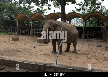 Elephant Saigon Zoo e Giardino Botanico di Ho Chi Minh City Vietnam Foto Stock