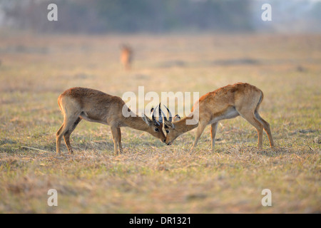 Puku (Kobus vardoni) due maschi combattimenti, Parco Nazionale di Kafue, Zambia, Settembre Foto Stock