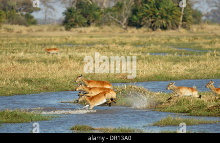 Lechwe rosso (Kobus leche) femmine saltando su acqua, Parco Nazionale di Kafue, Zambia, Settembre Foto Stock