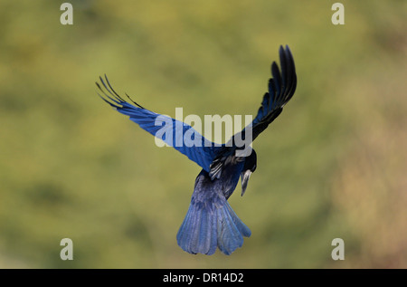 Rook (Corvus frugilegus) in volo, Oxfordshire, Inghilterra, Marzo Foto Stock