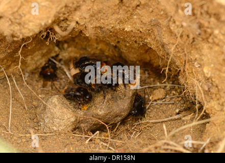 Red-tailed Bumble-bee (Bombus lapidarius) gruppo congegating nel foro nel terreno, Oxfordshire, Inghilterra, Luglio Foto Stock