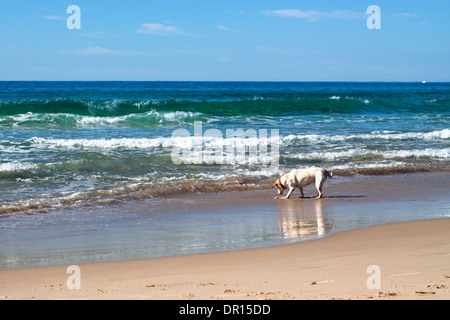 Cane giocando sulla spiaggia, uno splendido mare e spiaggia di sabbia. Foto Stock