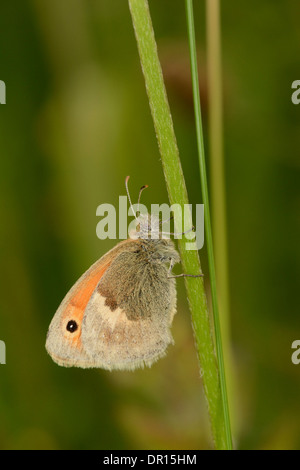 Small Heath Butterfly (Coenonympha pamphilus) adulto sono ' appollaiati sul gambo di erba, Oxfordshire, Inghilterra, Luglio Foto Stock