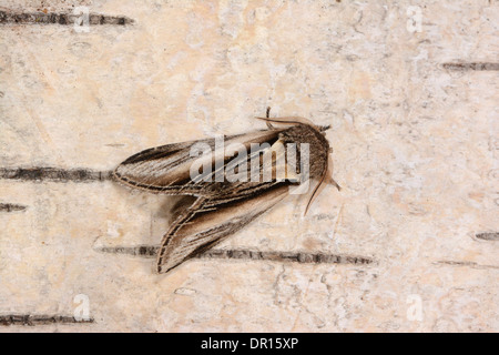 Swallow prominente Tarma (Pheosia tremula) maschio adulto a riposo su argento betulla, Oxfordshire, Inghilterra, Agosto Foto Stock