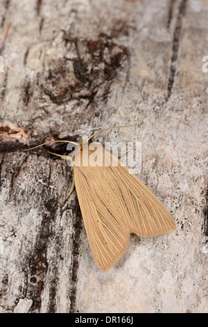 Comune falena Wainscot (Mythimna pallens) adulto a riposo sul tronco di albero, Oxfordshire, Engalnd, Agosto Foto Stock