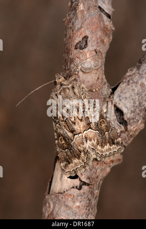 Bruno cesoie Tarma (Hadena perplexa) adulto a riposo sul ramoscello, Oxfordshire, Inghilterra, Agosto Foto Stock