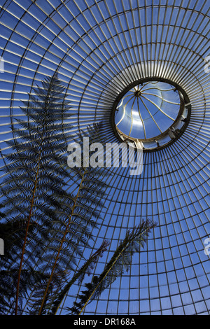 Viste interne di Glasgow Botanic Gardens - Città di Glasgow - Scozia - REGNO UNITO Foto Stock