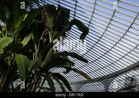 Viste interne di Glasgow Botanic Gardens - Città di Glasgow - Scozia - REGNO UNITO Foto Stock