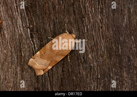 Ampio bordato di giallo falena Underwing (Noctua fimbriata) adulto a riposo sulla corteccia, Oxfordshire, Inghilterra, Agosto Foto Stock