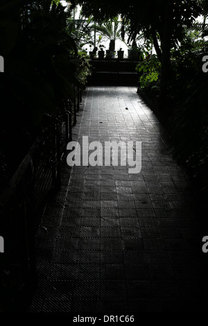 Viste interne di Glasgow Botanic Gardens - Città di Glasgow - Scozia - REGNO UNITO Foto Stock