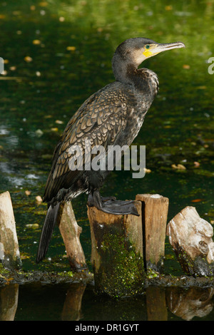 Appoggio cormorano (Phalacrocorax carbo) sul tronco in acqua di palude Foto Stock