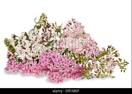 Yarrow isolati su sfondo bianco Foto Stock