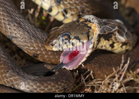 Biscia dal collare (Natrix natrix). La morte feigning e desquamazione della pelle (desquamazione) Foto Stock