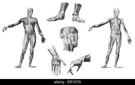 Muscoli del corpo umano Foto Stock