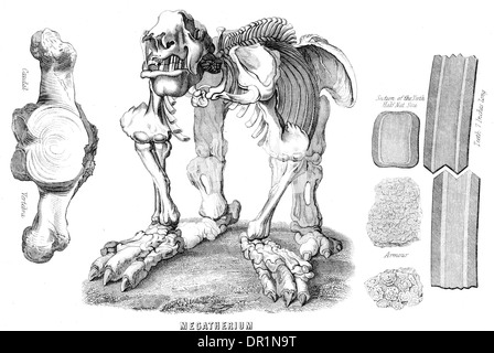 Megatherium gigante fossilizzato, accidia Foto Stock