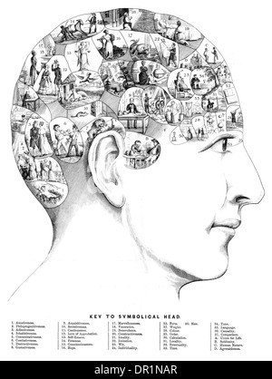 Il Phrenology è un pseudoscience principalmente incentrato sulle misurazioni del cranio umano 1800 Foto Stock