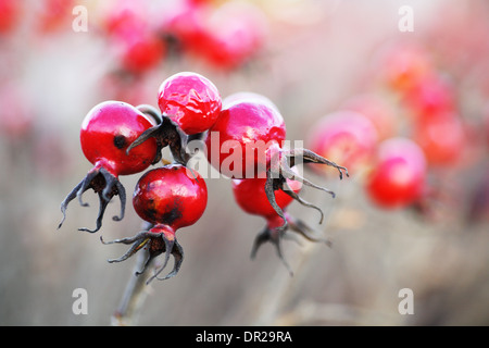 Close up red hips in novembre Foto Stock