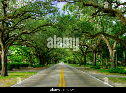 Vecchi alberi di quercia lungo Coral Way in Coral Gables, Florida Foto Stock