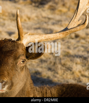 Un giovane maschio Elk rimane vicino a impegnarsi con il fotografo Foto Stock