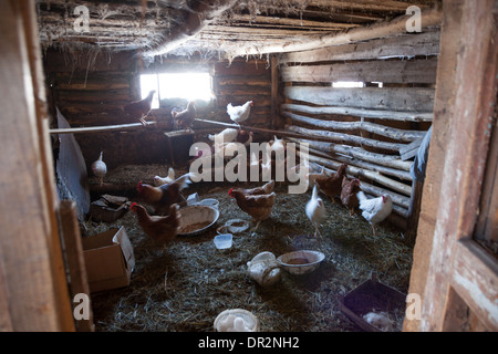 Polli in coop in campagna. Foto Stock