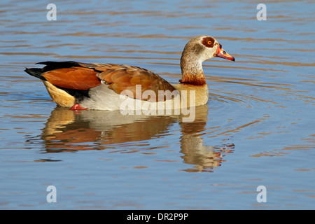 Oca egiziana (Alopochen aegyptiacus) nuotare in un laghetto, Sud Africa Foto Stock