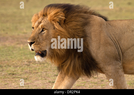 Maschio di leone, Leo panthera attraversando a piedi il Mara Foto Stock