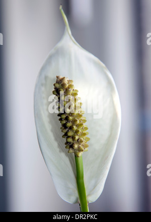 La pace Lily (Spathiphyllum) fiore, Londra Foto Stock