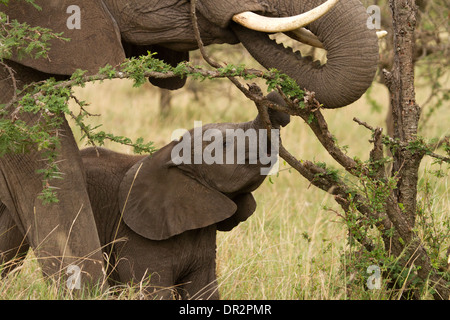 Giovane Elefante, Loxodonta africana di alimentazione con un adulto Foto Stock