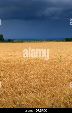 Colture in campo sotto cieli di tuono Foto Stock