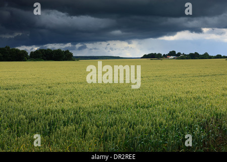 Colture in campo sotto cieli di tuono Foto Stock