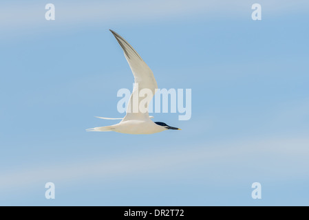 Brandseeschwalbe, Sterna sandvicensis, Sandwich Tern Foto Stock