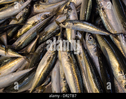 Un close-up di little silver pesci - sgombri spagnoli - su un italiano di pescivendoli in stallo Foto Stock